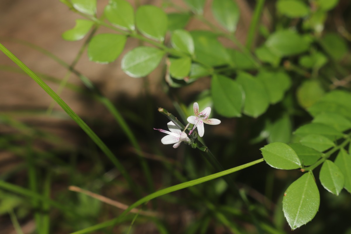 Andrographis alata (Vahl) Nees